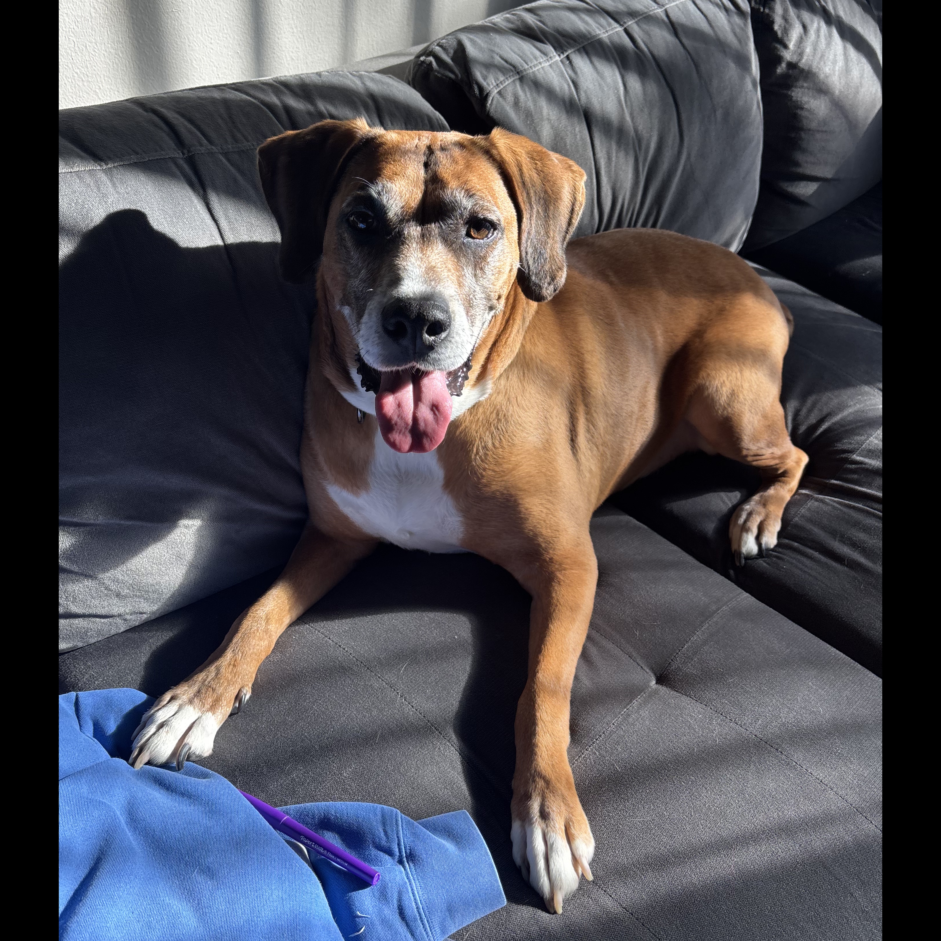 Sammy: Adopt or Forever Foster